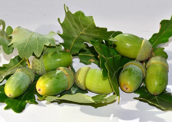 Green oak acorns with close-up leaves, oak fruits in autumn