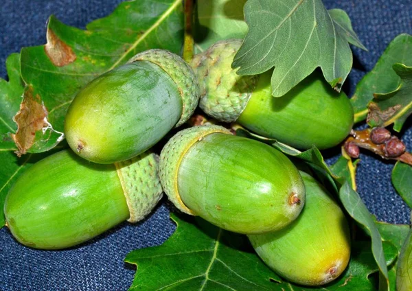 Green oak acorns with close-up leaves, oak fruits in autumn