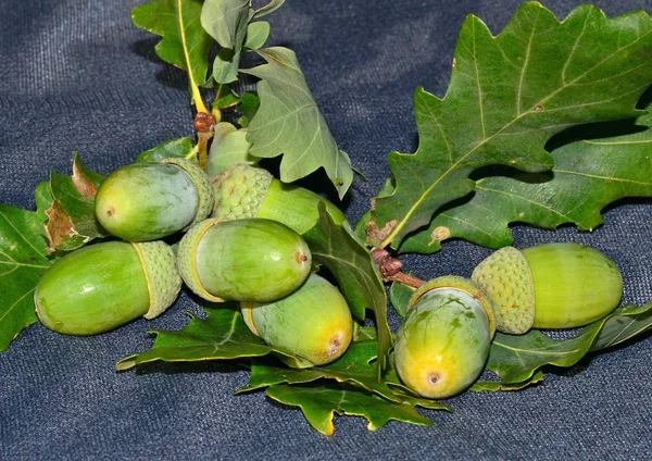 Green oak acorns with close-up leaves, oak fruits in autumn