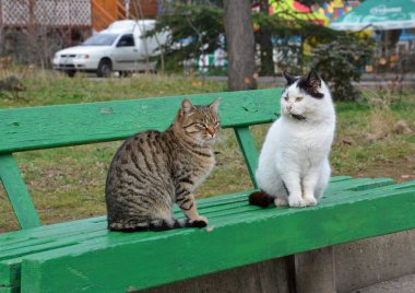İki kedi içinde park, gri ve beyaz cats yeşil bir bankta oturup