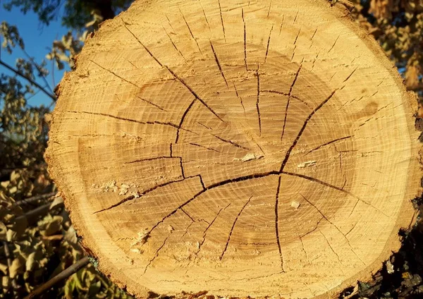 Cut of a tree with growth rings, age of a tree, natural material