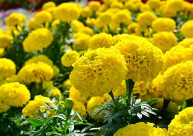 Büyük sarı çiçek marigolds çiçek çiçek yatakta sıcak yaz gününde