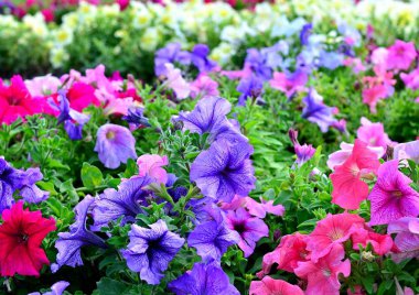Çok renkli Petunya çiçeklerin bir flowerbed, güneş ışığı, bloom, yaz