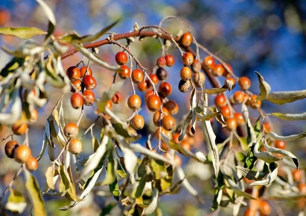 Frutos Elaeagnus Angosticholia Close — Fotografia de Stock