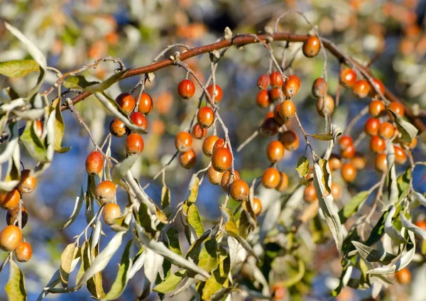 Ovoce Elaeagnus Angosticholia Zblízka — Stock fotografie