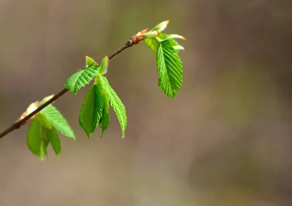 Jovens Folhas Verdes Ulmeiro Teia Primavera — Fotografia de Stock