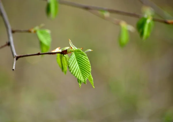 Young Green Leaves Elm Spring Web — Stock Photo, Image