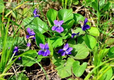 Ormanın içinde Bush çiçek açan orman menekşe