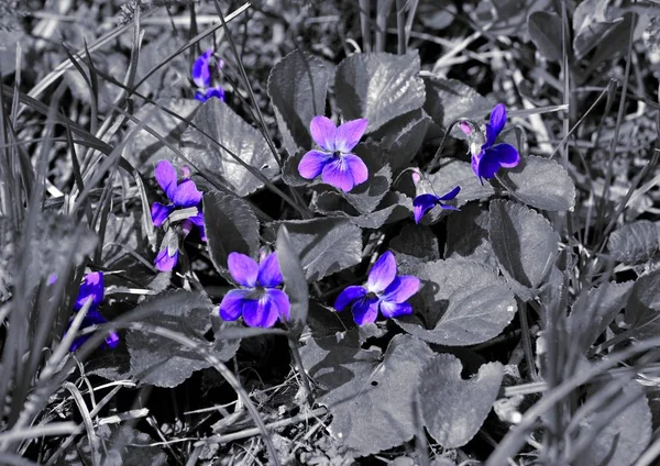 Arbusto Florescendo Violetas Florestais Floresta Imagem Monocromática — Fotografia de Stock