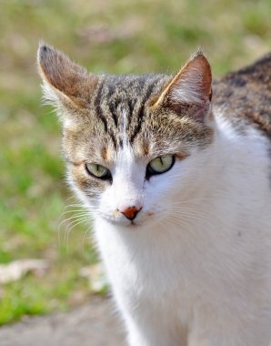 Sevimli sokak kedi ve anlamlı gözleri