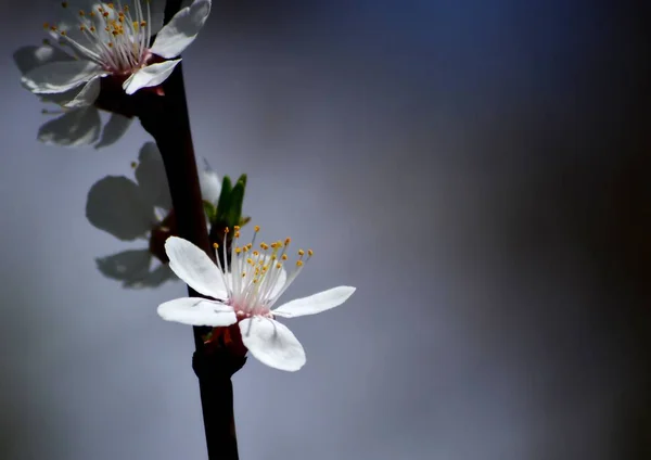 Śliwkowe Kwiaty Bliska — Zdjęcie stockowe