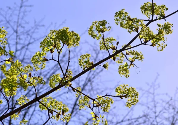 Maple Kwiaty Powrotem Światła Tle Wiosna Niebieski Niebo — Zdjęcie stockowe