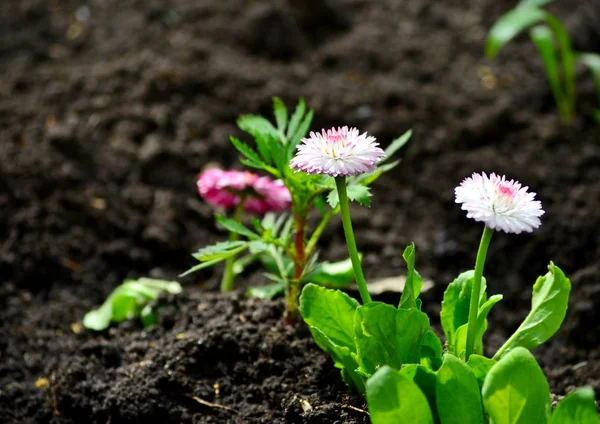 Magnifique Jardin Marguerite Gros Plan — Photo