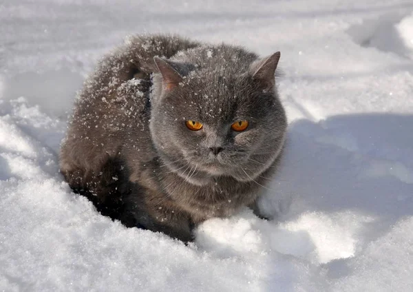 Grå Fluffig Brittiska Katt Sitter Snö Närbild — Stockfoto