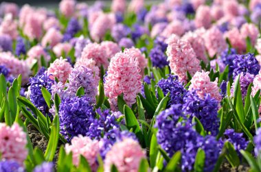 Flowerbed with colorful hyacinths, traditional spring flower, Easter flower, Easter background, floral background clipart