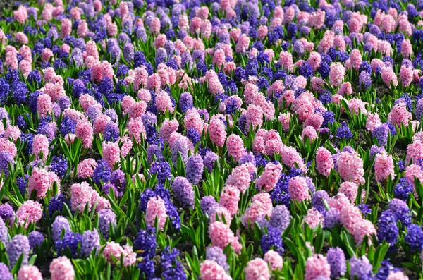 Kwietnik Kolorowe Hiacynty Tradycyjny Wiosenny Kwiat Kwiat Wielkanoc Wielkanoc Tła — Zdjęcie stockowe