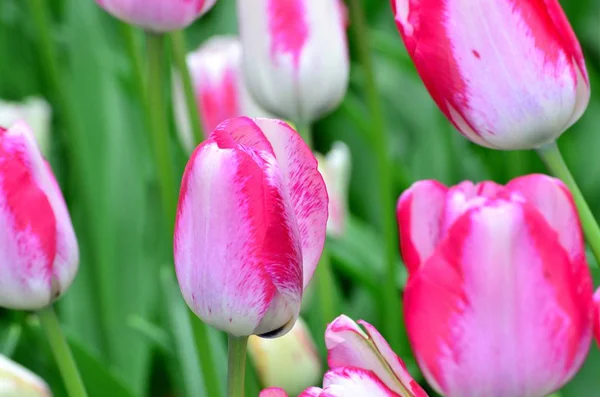 Jasne Świeżych Róż Tulipany Kwitną Kwietnik Wiosna Wiosna Kwiaty — Zdjęcie stockowe