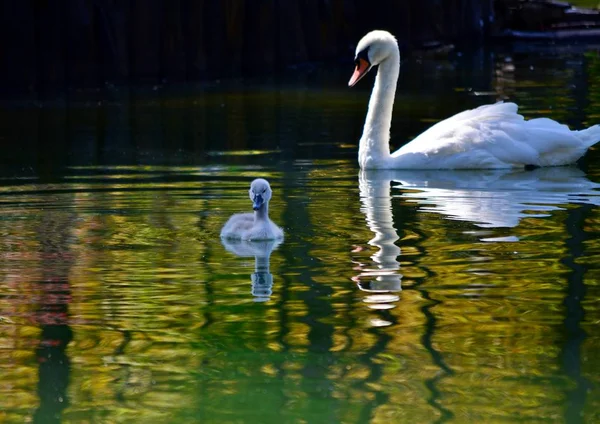 Schwan Mit Babys Schwimmt Stadtsee — Stockfoto