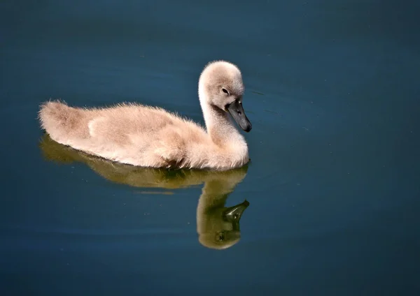 一只带着婴儿的天鹅在城市湖里游泳 — 图库照片