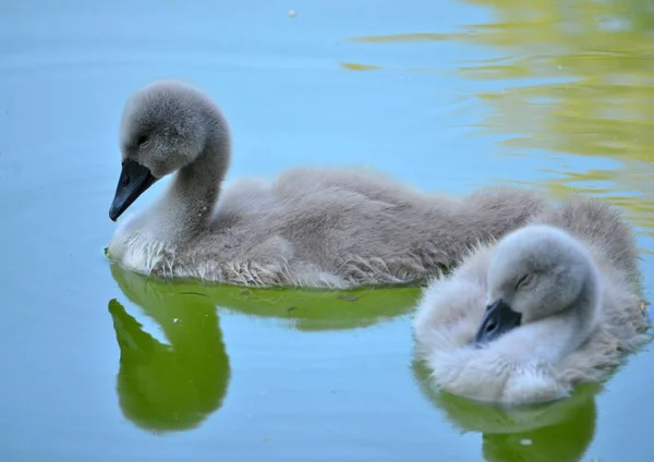 Cygne Avec Des Bébés Nage Dans Lac Ville — Photo