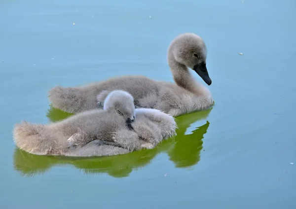 一只带着婴儿的天鹅在城市湖里游泳 图库照片