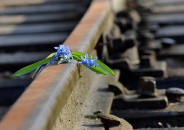 Gentle blue flowers of Scylla in the spring forest on the rails of the railway, forerunners of good weather clipart
