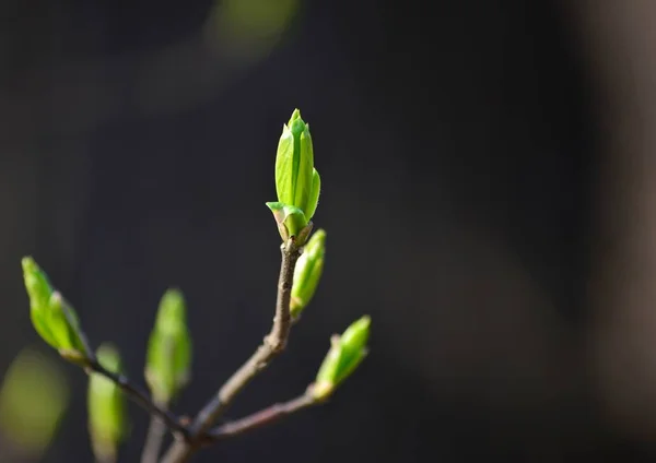 大きな春モクレンの芽は 春と熱の概念 — ストック写真