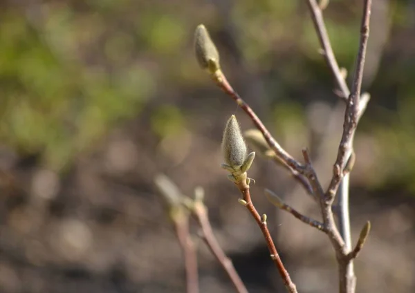 Large Spring Magnolia Buds — Stock Photo, Image