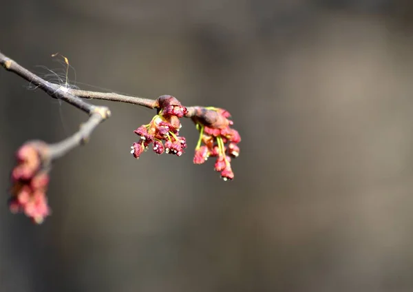 大型春季木兰芽 弹簧和热概念 — 图库照片