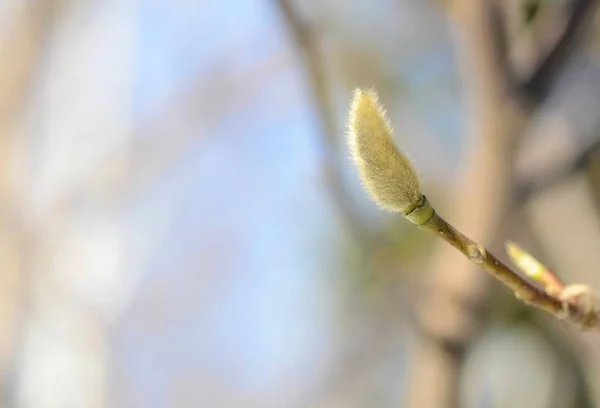 大型春季木兰芽 — 图库照片