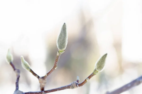 Large Spring Magnolia Buds — Stock Photo, Image