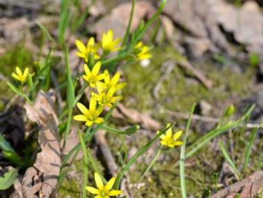 Parlak sarı çiçek gaga bahar ormandaki Habercilere sıcak hava