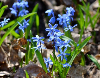 Narin çiçekler scilla siberica açar ormandaki Habercilere baharında