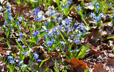 Narin çiçekler scilla siberica açar ormandaki Habercilere baharında