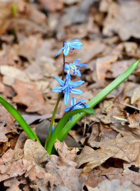 Narin çiçekler scilla siberica açar ormandaki Habercilere baharında