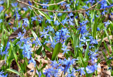 Narin çiçekler scilla siberica açar ormandaki Habercilere baharında