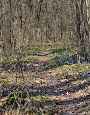 Narin çiçekler scilla siberica açar ormandaki Habercilere baharında