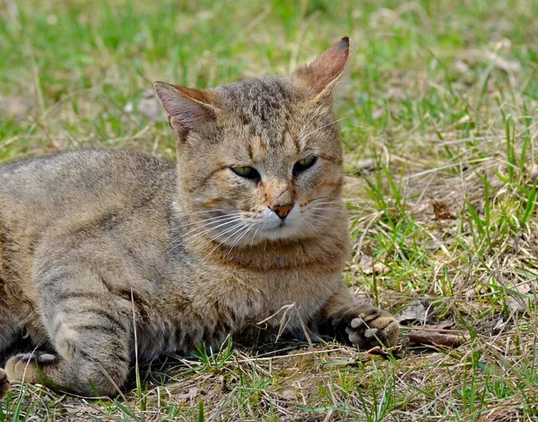 잔디밭 스프링의 개념에 고양이 — 스톡 사진