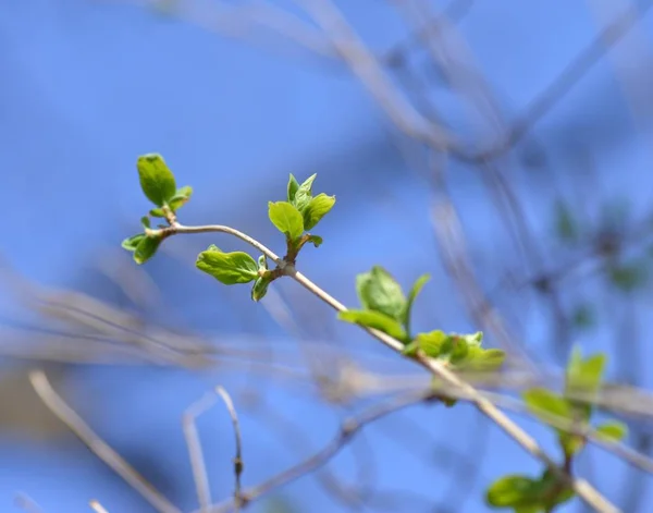 Folhas Verdes Jovens Árvores Despertam Início Primavera — Fotografia de Stock