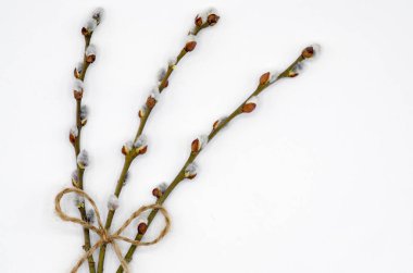 Beyaz bir arka plan, Bahar ve Paskalya, boş alan kavramı üzerinde bir ip ile bağlı söğüt dalları