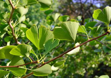 Ginkgo biloba ağacı, sonbahar Parkı yakın bırakır