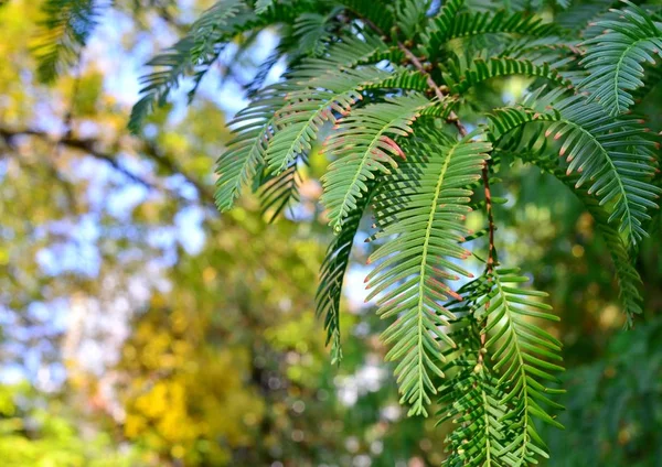 Красивые Зеленые Листья Представлены Виде Естественного Узора — стоковое фото