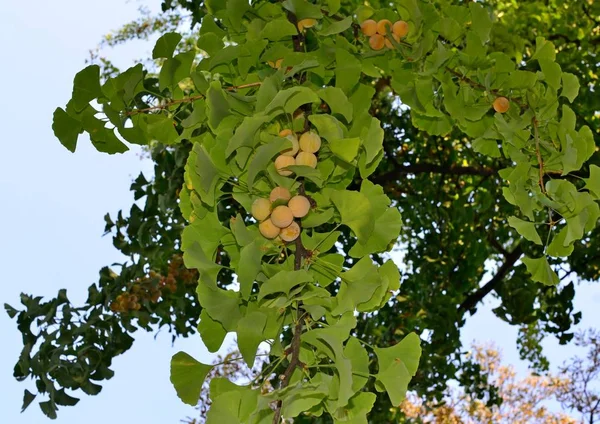 Érett Ginkgo Biloba Gyümölcs Vértes Őszi Parkban — Stock Fotó