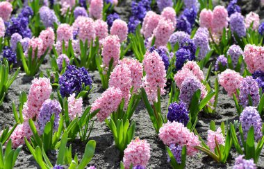 Flowerbed renkli sümbül, geleneksel bahar çiçek, çiçek Paskalya, Paskalya arka plan, çiçek arka plan ile