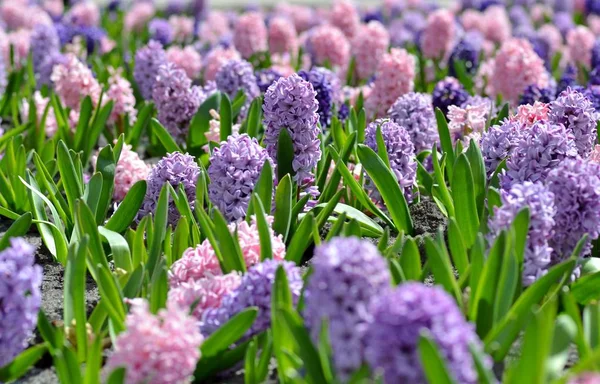 Blomsterrabatt Med Traditionella Vårblomma Påsk Bakgrund Påsk Blomma Färgglada Hyacinter — Stockfoto