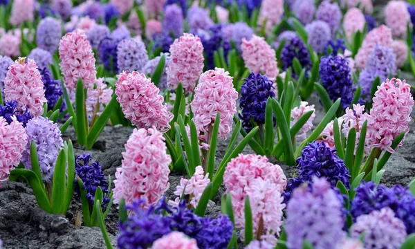 Blumenbeet Mit Bunten Hyazinthen Traditionelle Frühlingsblume Osterblume Osterhintergrund Floraler Hintergrund — Stockfoto
