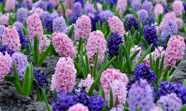 Flowerbed with colorful hyacinths, traditional spring flower, Easter flower, Easter background, floral background