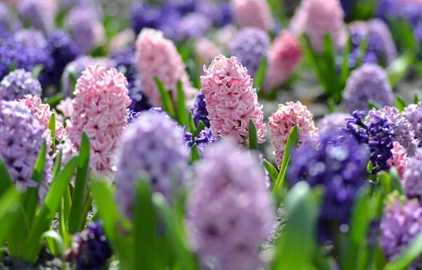 Flowerbed renkli sümbül, geleneksel bahar çiçek, çiçek Paskalya, Paskalya arka plan, çiçek arka plan ile