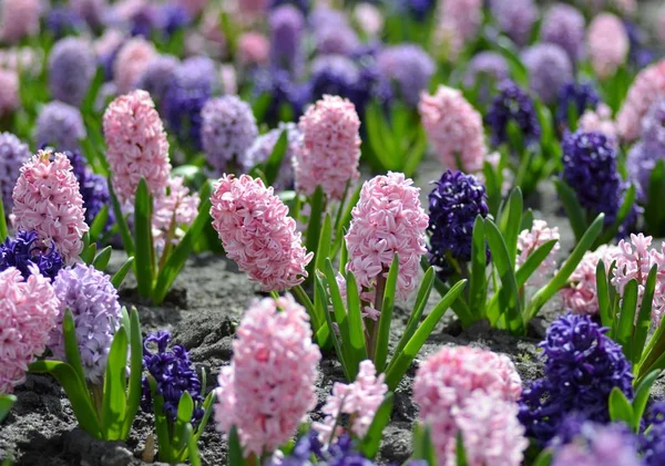 Kwietnik Kolorowe Hiacynty Tradycyjny Wiosenny Kwiat Kwiat Wielkanoc Wielkanoc Tła — Zdjęcie stockowe