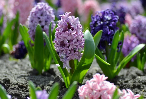 Floraison Avec Jacinthes Colorées Fleur Printemps Traditionnelle Fleur Pâques Fond — Photo